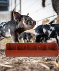 Heavy Duty Five Compartment Piglet Feed Trough With No Sweat Plastic Livestock Manger For Farm Hog Water And Dry Food Swine Station closeup with piglets.