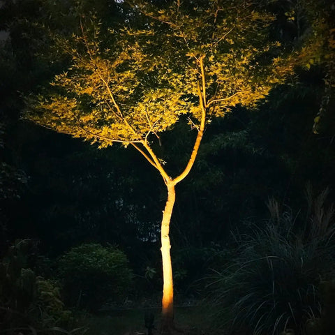 Low Voltage Landscape Spotlights Pro-Grade 50W Halogen Outdoor Garden Lights illuminating a tree at night