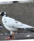 Pigeon wearing a Soft Bird Foot Muffs and Leg Bands Set for Parrots, Pigeons, Cockatiels, easy on and off suede foot rings for identification.