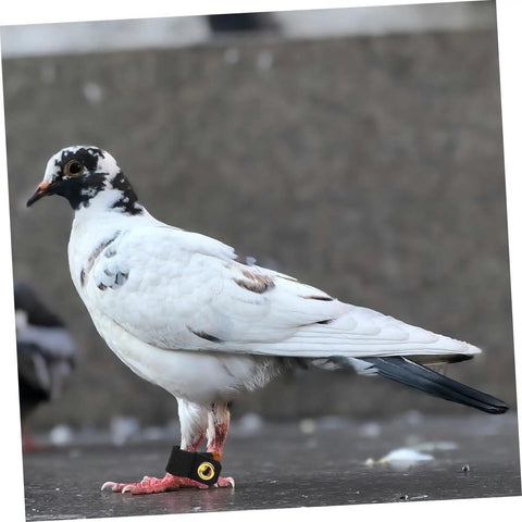 Pigeon wearing a Soft Bird Foot Muffs and Leg Bands Set for Parrots, Pigeons, Cockatiels, easy on and off suede foot rings for identification.