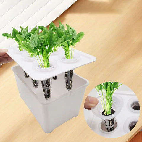 Six Hole Hydroponic Growing Box System For Indoor And Outdoor Gardens Soilless Cultivation Dope showing seedlings in cups.