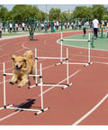 Dog jumping over 4-bar hurdles on a track with Indoor Outdoor Dog Agility Jump Set With 4 Bar Hurdles in a park setting