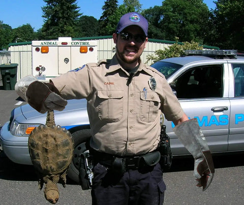 Animal control officer using Animal Handling Gloves Bite Proof With Double Leather Reinforcement For Dogs Cats Birds Falcons Reptiles And More 16 Inch Grey Black Beefy Heavy Duty Grip And Forearm Protection For Safe Capture And Handling, holding a turtle outside an animal control unit.
