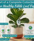 Fiddle Leaf Fig Care 3-in-1 Soil Moisture Meter With Light Sensor in potted plant, next to nutrients and soil bag.