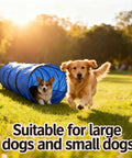 Golden retriever running beside a blue Foldable 10 Foot Dog Agility Tunnel With Carry Bag And Ground Spikes on a sunny day