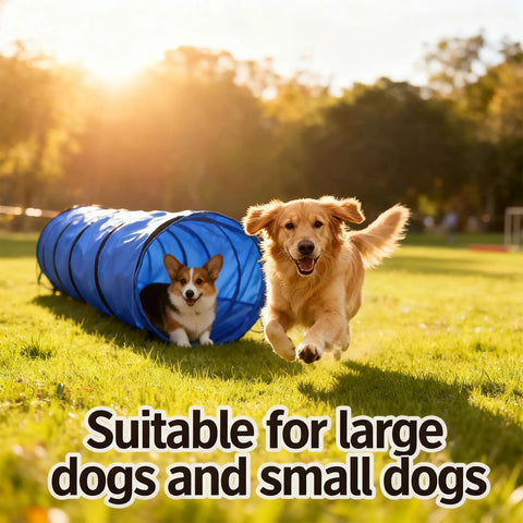 Golden retriever running beside a blue Foldable 10 Foot Dog Agility Tunnel With Carry Bag And Ground Spikes on a sunny day