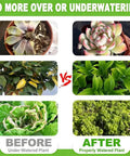 Comparison of overwatered vs. properly watered plants showing before and after effects, with varied plant health.
