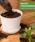Three Bonsai Kits In One Box Beginners Indoor Growing Starter Set With Tools Planter Soil And Clear Guide Easy DIY Plant Craft