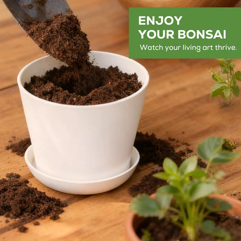 Three Bonsai Kits In One Box Beginners Indoor Growing Starter Set With Tools Planter Soil And Clear Guide Easy DIY Plant Craft