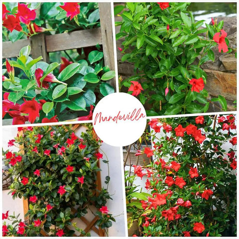 Two Red Mandevilla Live Plants, 4-6 Inch Tall Unpotted Vines With Bright Red Flowers, Easy To Grow, Sun Loving Patio Or Garden Plant For Full Sun To Partial Shade, Tropical Color Burst For Deck, Balcony Or Fence.