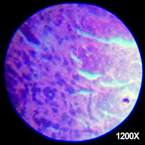 1200X magnification view using Beginner Friendly Hands On Educational Microscope Kit for Kids With Metal Arm and Stage