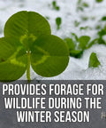 Four Clover Combo Blend Perennial Food Plot Seed 15 Lb EcoPack in snow, great for pheasant, duck, dove, rabbit, elk, turkey attractant.