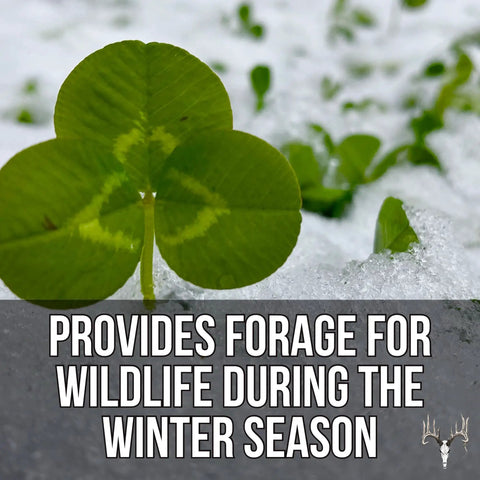 Four Clover Combo Blend Perennial Food Plot Seed 15 Lb EcoPack in snow, great for pheasant, duck, dove, rabbit, elk, turkey attractant.