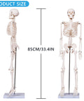 Realistic 33.4 Inch Human Skeleton Model With Metal Stand Removable Arms And Legs Anatomy Study Kit For Students