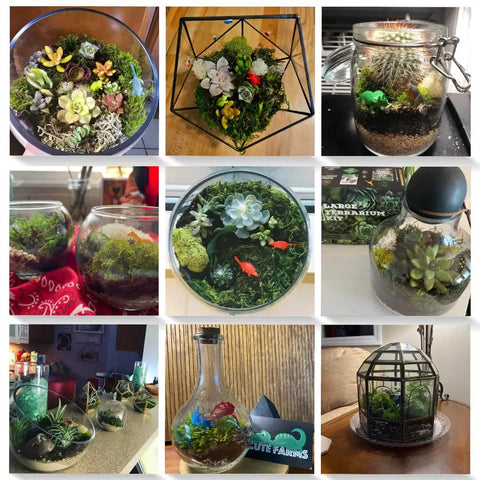 Various succulent terrariums showcasing the Terrarium Starter Kit With Moss, Soil, Vermiculite, Pebbles, Plant Food, Finishing Tools.