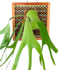 Set Of 2 Staghorn Fern Mounting Blocks 12 Inch Square Teak Wood Mounting Kit With Plastic Root Mesh And Hardware For Orchids And Air Plants Perfect For Easy Mounting And Display, mounted staghorn fern on teak block