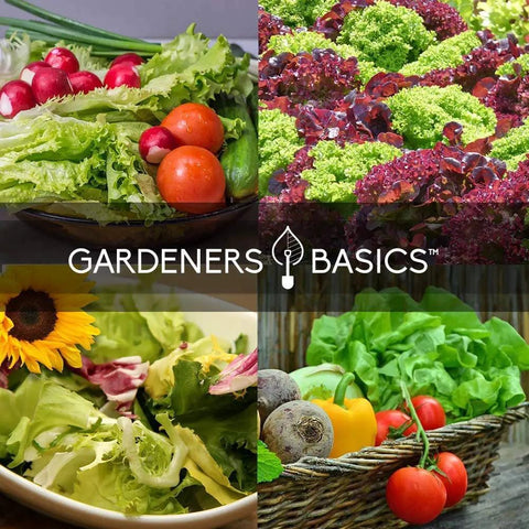Five Pack Of Lettuce And Greens Seeds Including Arugula Spinach Kale Buttercrunch Romaine And More Non GMO With Plant Markers