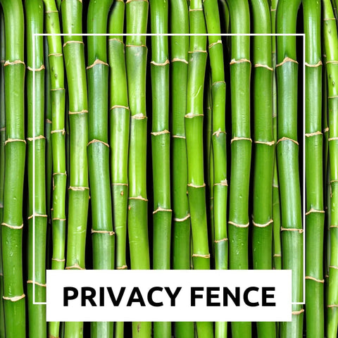 Fast Growing Bamboo Seeds For Privacy Screen And Windbreak, Giant 420 Black Bamboo With Striking Dark Stems, green stalks close-up