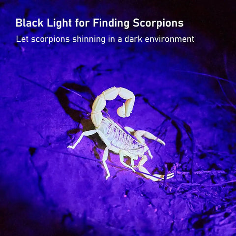 Scorpion illuminated by 68 LED 395nm UV Blacklight Flashlight in dark setting, showcasing use for scorpion hunting.