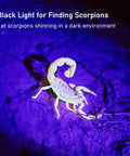 Ultra Bright 128 LED UV Blacklight Flashlight For Dogs And Cats And Scorpion Hunting illuminating a scorpion at night