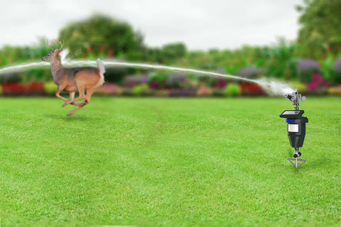 Motion Activated Yard Sprinkler System For Deer And Cat Deterrence Skunk Raccoon And Dog Repellent Outdoor Water Sprinkler in action