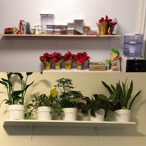 Beefy Heavy Duty White Metal 6 Inch L Shape Shelf Brackets 20 Pack supporting floating shelves with plants and storage items