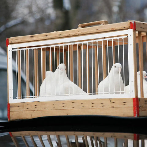 White pigeons in a wooden crate, ideal for Racing Birds House Door Reinforced Movable Cage Entrance For Training Easy Install Bird Cage Door