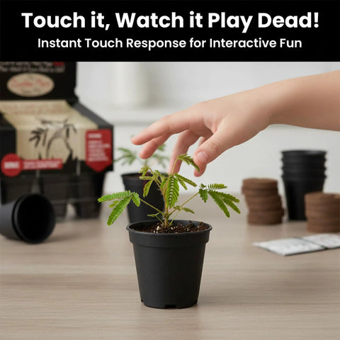 Child interacting with Touch Me Not Mimosa Pudica Plant Kit Interactive Zombie Plant Grow Kit in black pot indoors.