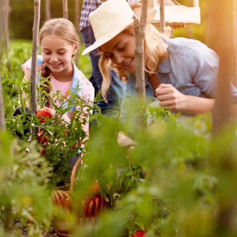 Adults and children gardening together in a vegetable garden, picking produce among green plants.