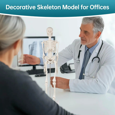 17 Inch Portable Skeleton Anatomy Model With Movable Skull, Arms And Legs For Education And Teaching on doctor's desk