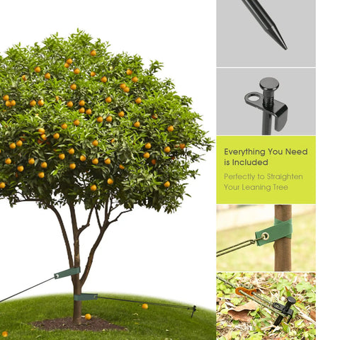 Tree Stake Kit With 3 Steel Stakes 11.8 Inches 15.75 Inch Straps And 13.12 Foot Ropes Anti Wind Anchor supporting fruit tree.