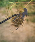 Uprooting Weeding Tool With Four Teeth in use pulling weeds, showing lightweight manganese steel forged hand weeder functionality.