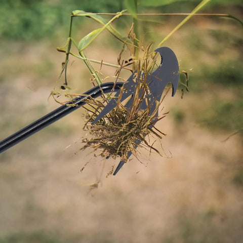 Uprooting Weeding Tool With Four Teeth in use pulling weeds, showing lightweight manganese steel forged hand weeder functionality.