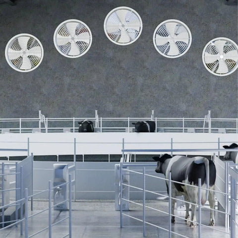 Heavy Hitter Industrial Turbine Fan That Goes Hard With Top Notch Ventilation And A Smooth Exhaust Setup Featuring Six Blades For Wide Angle Cooling Across Workshops And Garages On Standard Residential Voltage mounted on a wall above cattle pens.
