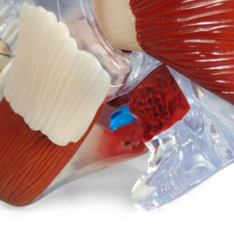 Close-up of Temporomandibular Joint TMJ Model With Pathologies For Human Anatomy And Physiology Education showing joint detail