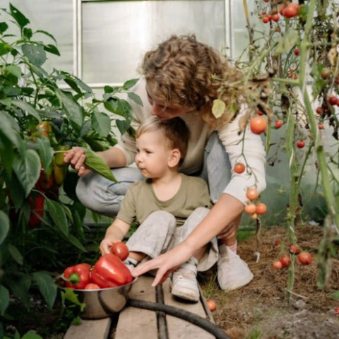 Woman and child harvesting red peppers and tomatoes in a greenhouse garden.