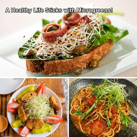 Close-up of dishes garnished with microgreens, featuring toast, salad, and pasta, emphasizing freshness and health benefits.