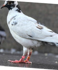 Pigeon wearing 200 Piece Pigeon Identification Bands Set With Lightweight Numbered Leg Rings For Quail And Small Birds, Durable Clip Design