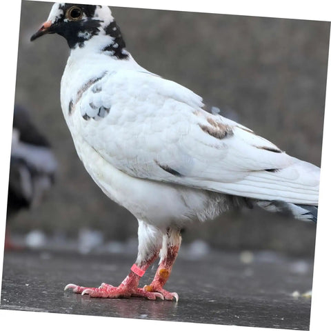 Pigeon wearing 200 Piece Pigeon Identification Bands Set With Lightweight Numbered Leg Rings For Quail And Small Birds, Durable Clip Design