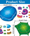 Magnetic Animal And Plant Cell Models Set With 24 Piece Hands On Educational Science Kit for learning, blue and green cell models.