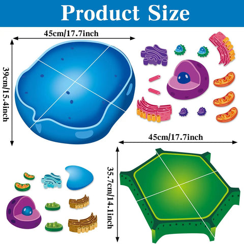 Magnetic Animal And Plant Cell Models Set With 24 Piece Hands On Educational Science Kit for learning, blue and green cell models.