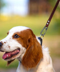 Dog on a leash with metal clip, outdoors
