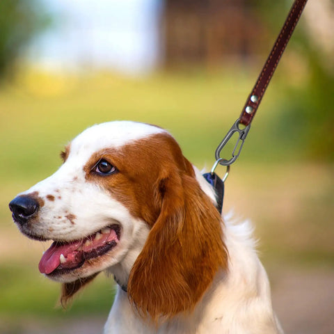 Dog on a leash with metal clip, outdoors