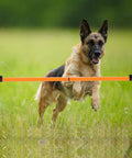 Dog leaping over blue and orange bars of Dog Agility Travel Jump Set For Training And Fun Portable Detachable Hurdles in a field