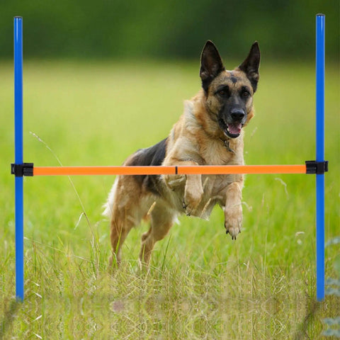 Dog leaping over blue and orange bars of Dog Agility Travel Jump Set For Training And Fun Portable Detachable Hurdles in a field