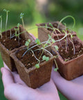 Seed Starting Soil Mix 1qt Ready To Use For Seedlings in small pots, held in hands, showing sprouts with optimized germination environment