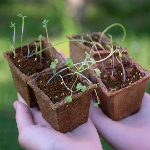 Seed Starting Soil Mix 1qt Ready To Use For Seedlings in small pots, held in hands, showing sprouts with optimized germination environment