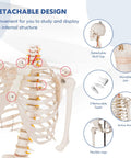 Life Size Human Skeleton Model, 70.8 Inches Tall, Movable Arms and Legs, Detailed Nervous System shown with detachable parts.