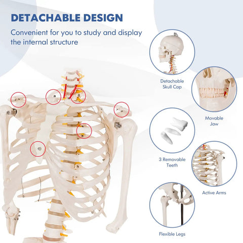 Life Size Human Skeleton Model, 70.8 Inches Tall, Movable Arms and Legs, Detailed Nervous System shown with detachable parts.