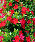 Two Red Mandevilla Live Plants, 4-6 Inch Tall Unpotted Vines With Bright Red Flowers, Easy To Grow, Sun Loving Patio Or Garden Plant For Full Sun To Partial Shade, Tropical Color Burst For Deck, Balcony Or Fence